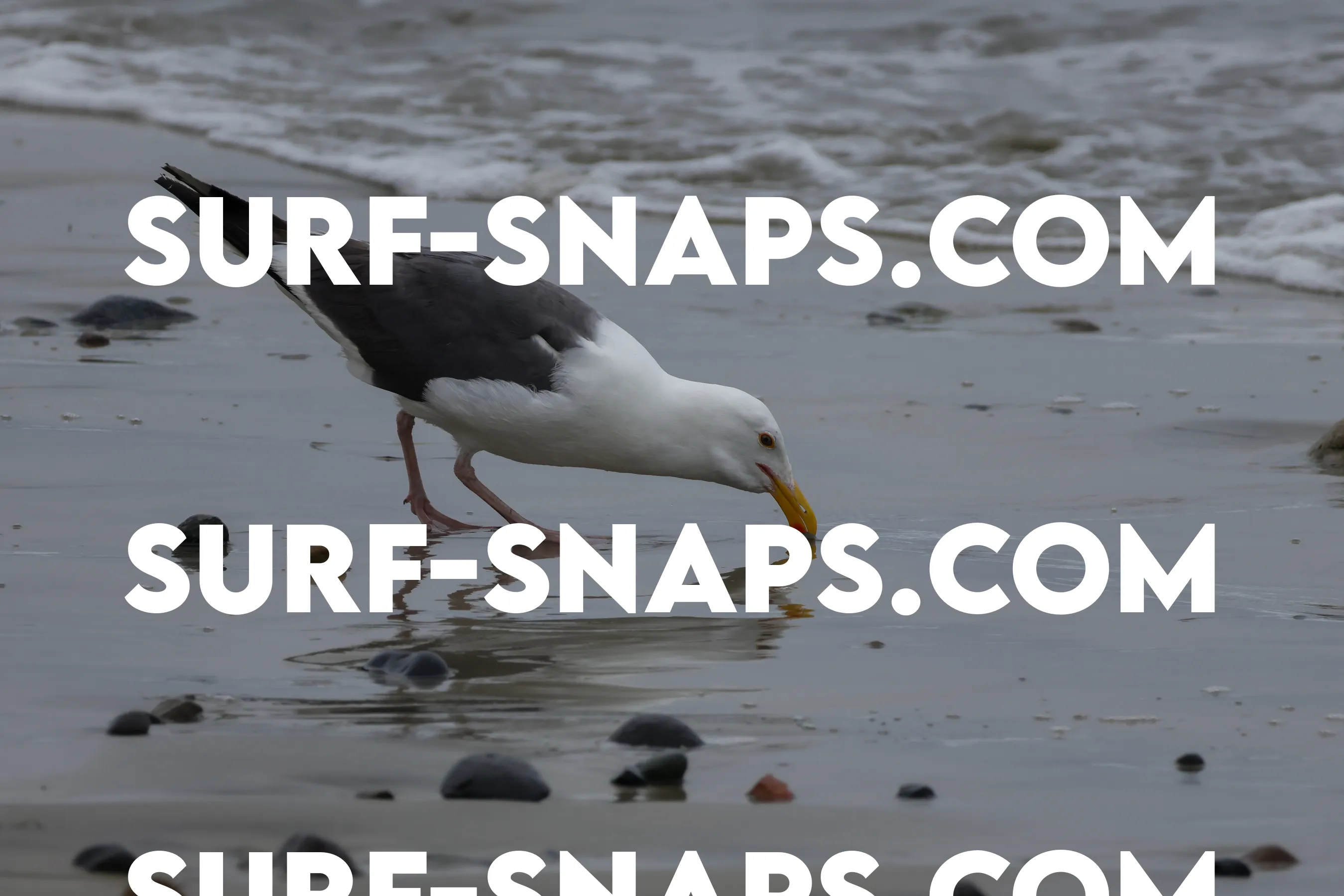 Tourmaline Surfing Park photo 40