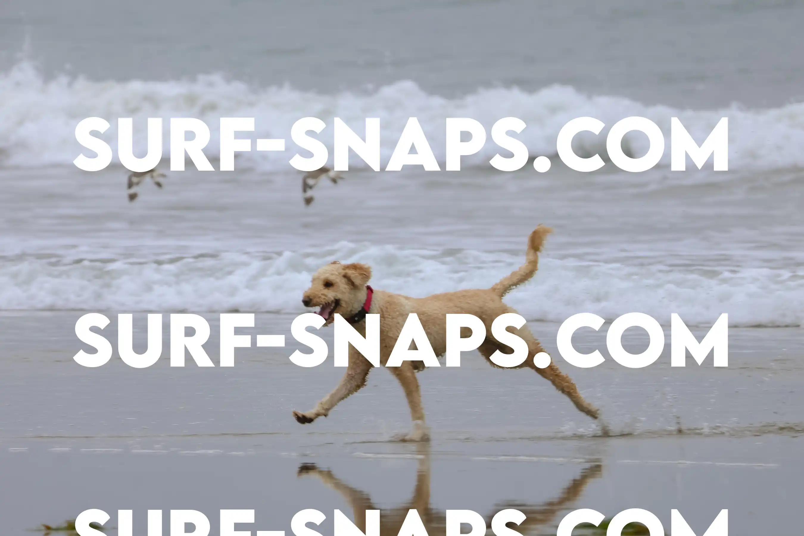 tourmaline Surf park photo 35