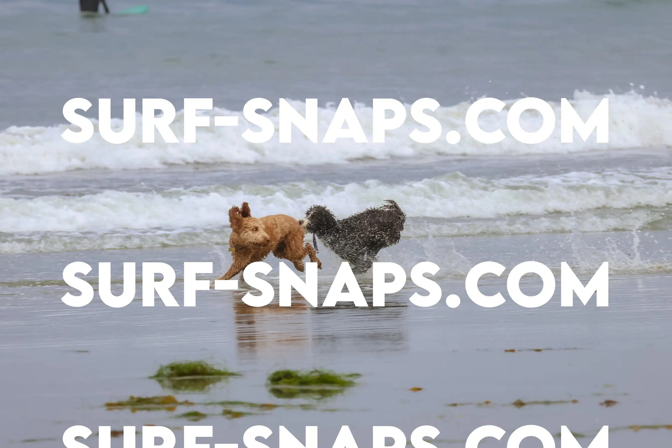 tourmaline Surf park photo 347