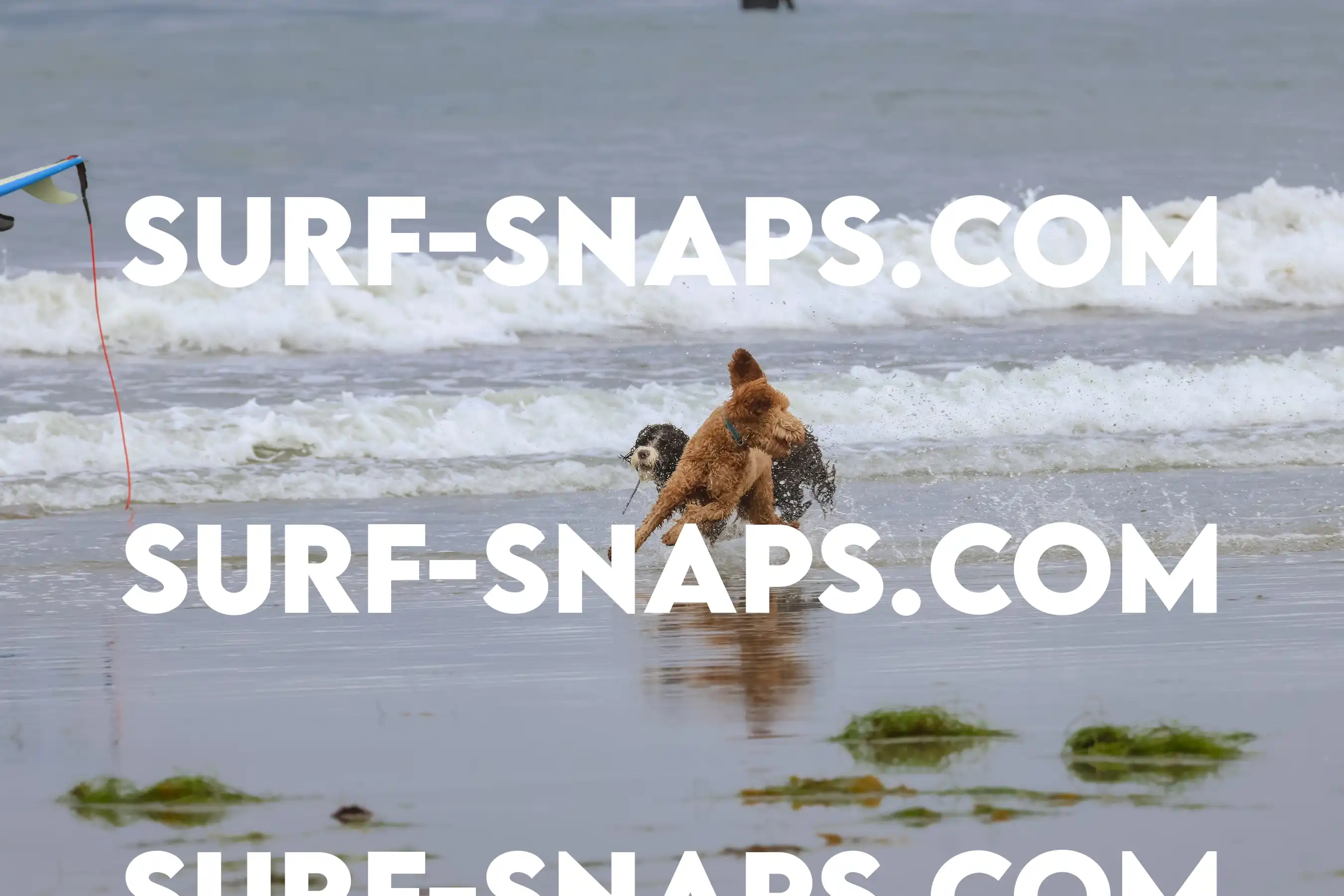 tourmaline Surf park photo 351