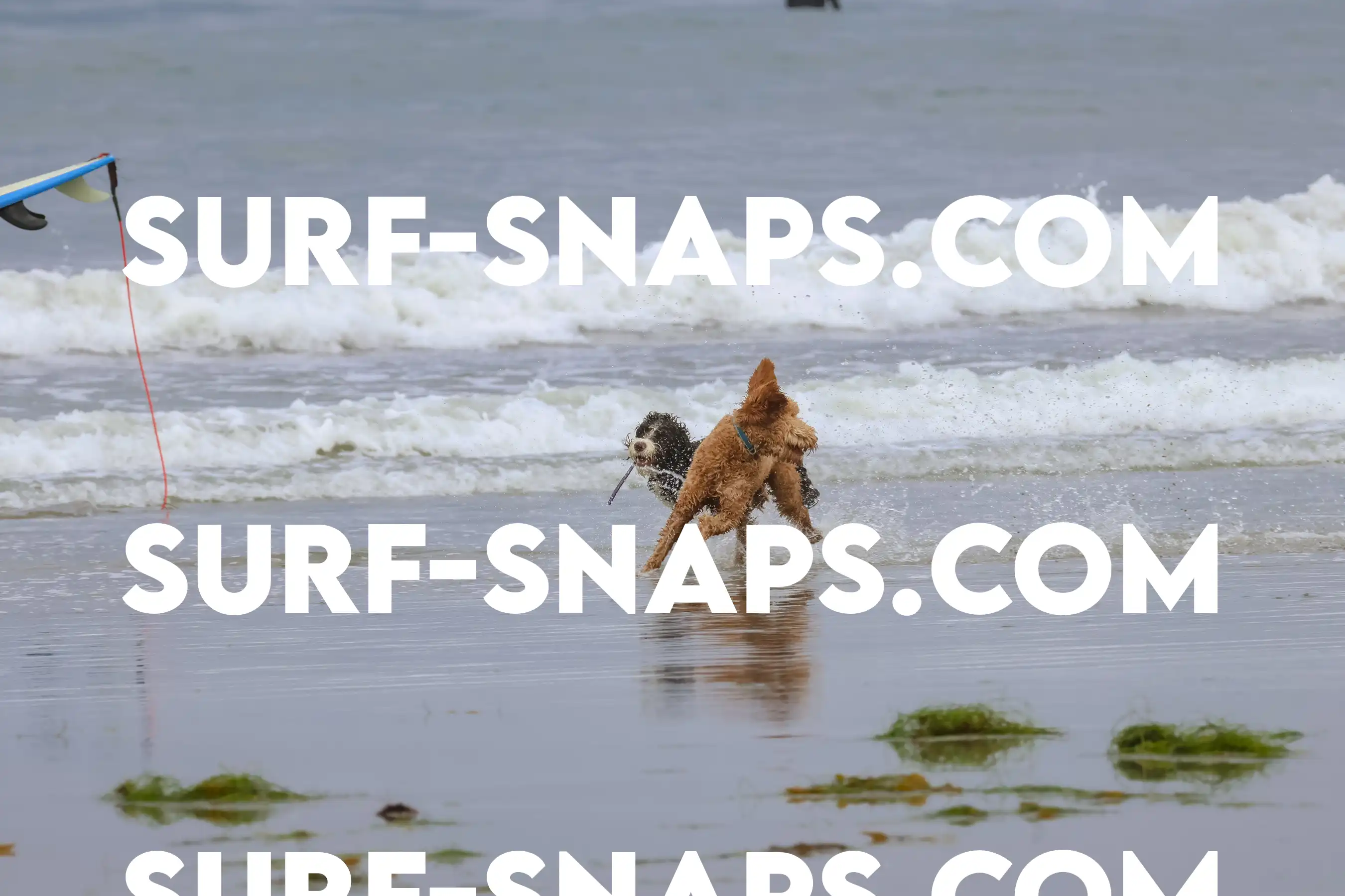 tourmaline Surf park photo 352