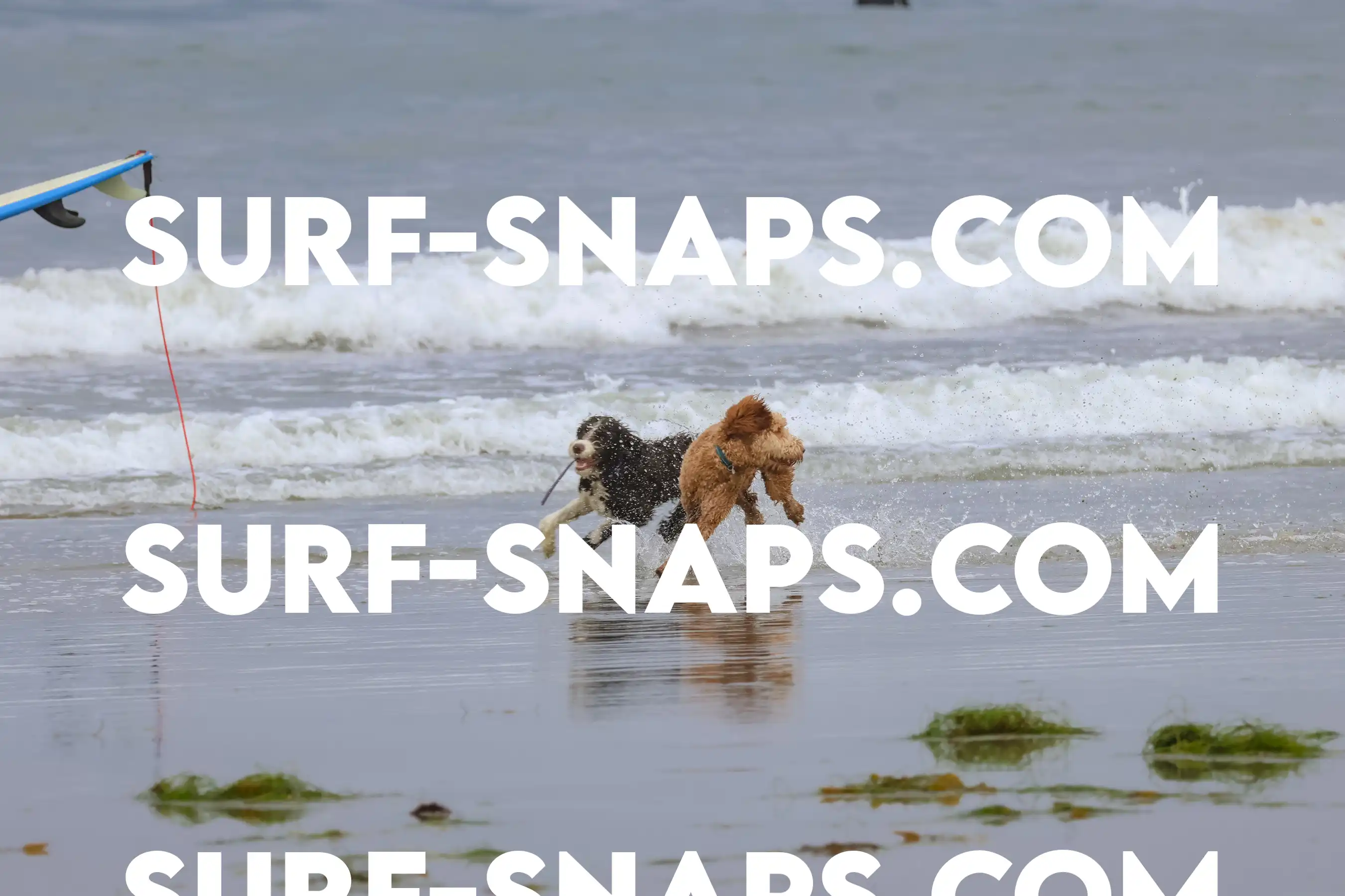 tourmaline Surf park photo 354