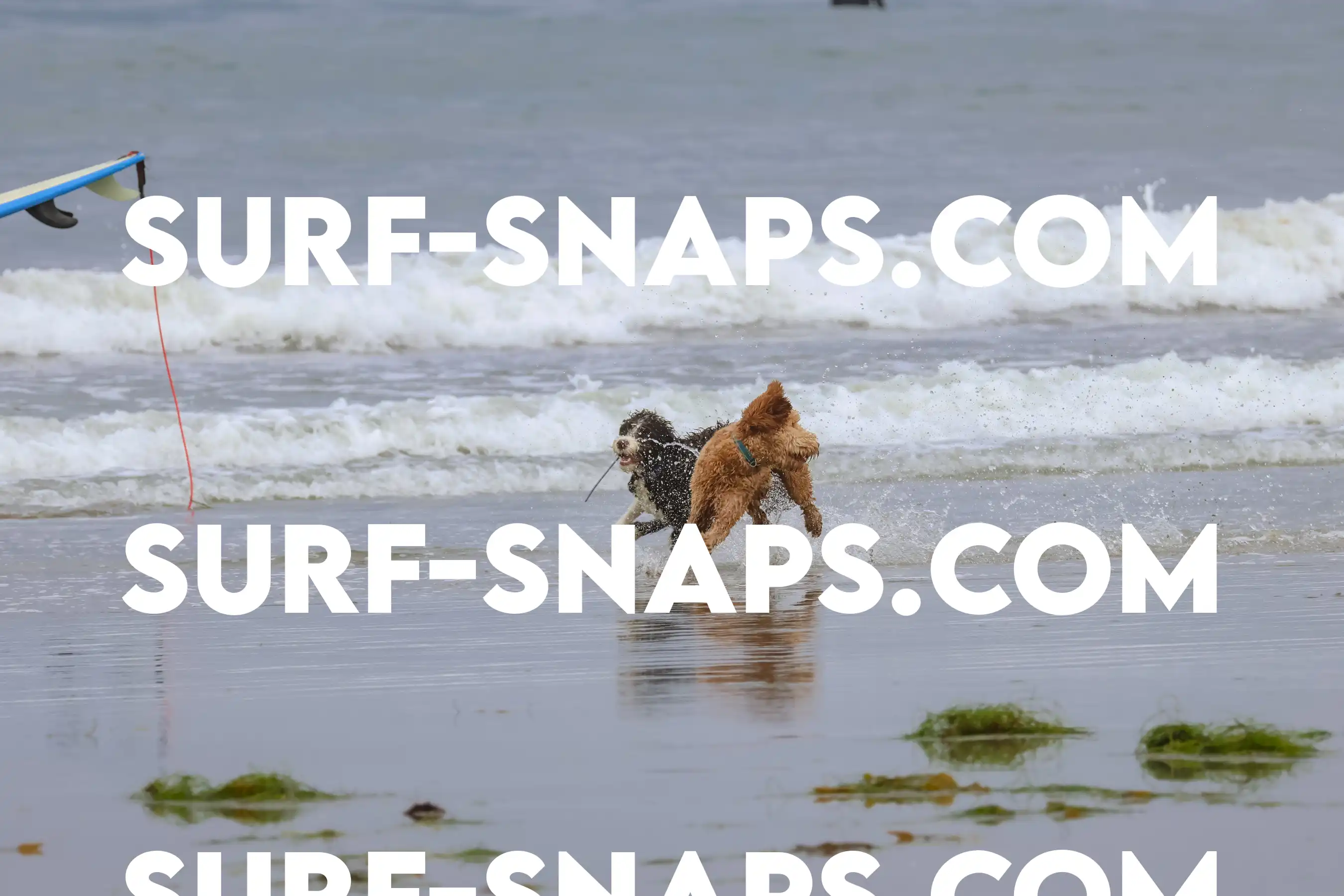 tourmaline Surf park photo 353