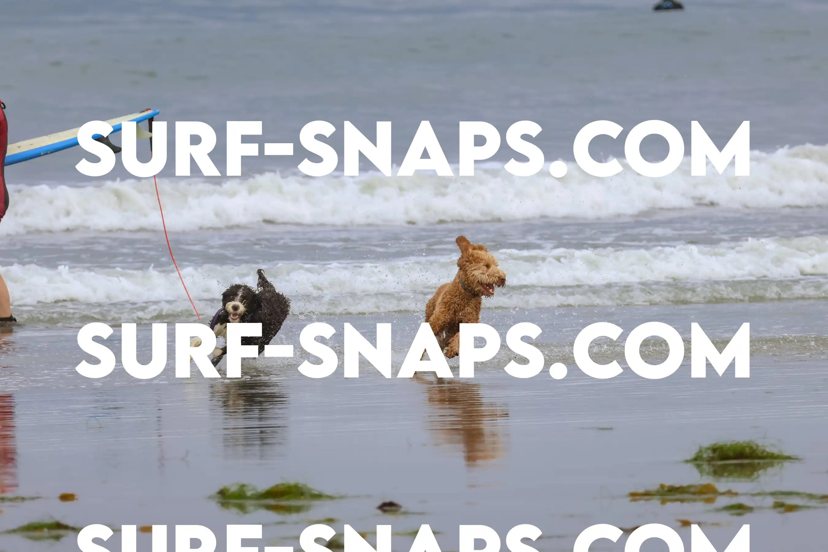 tourmaline Surf park photo 356