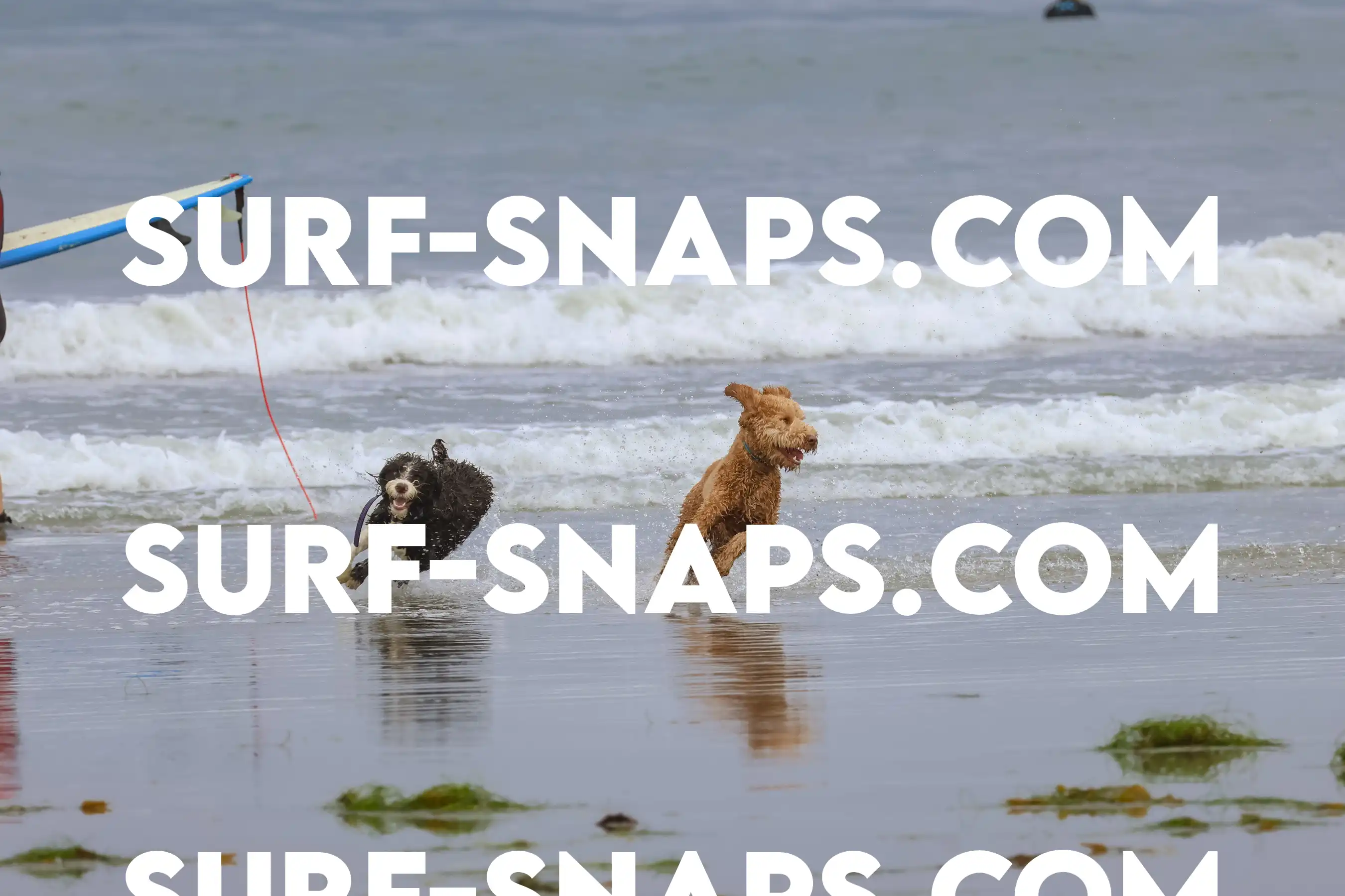 tourmaline Surf park photo 355
