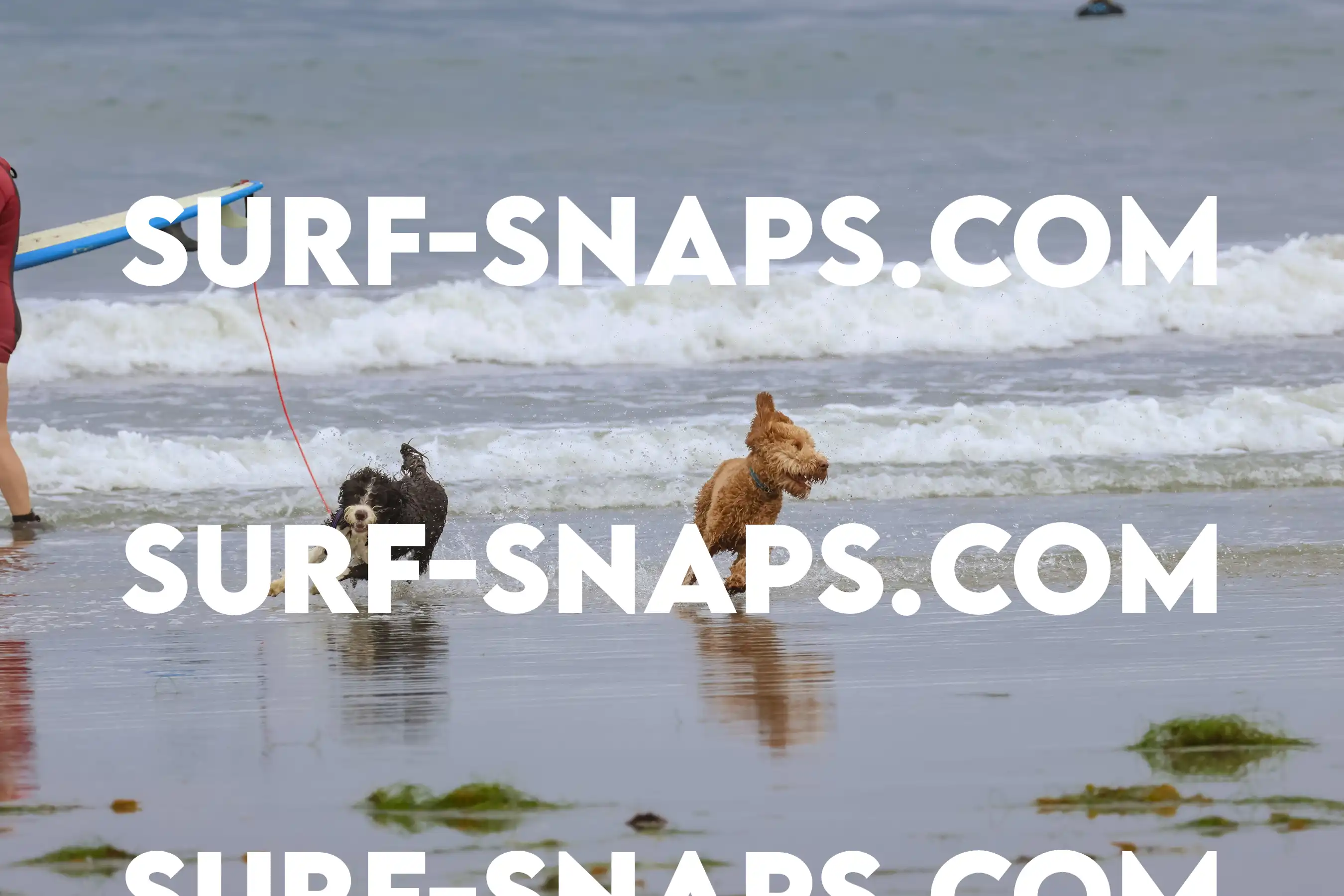 tourmaline Surf park photo 357