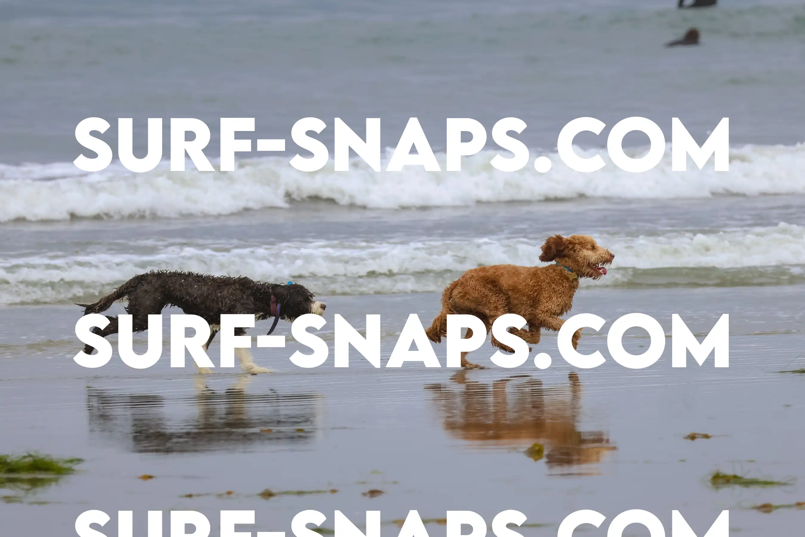 tourmaline Surf park photo 359