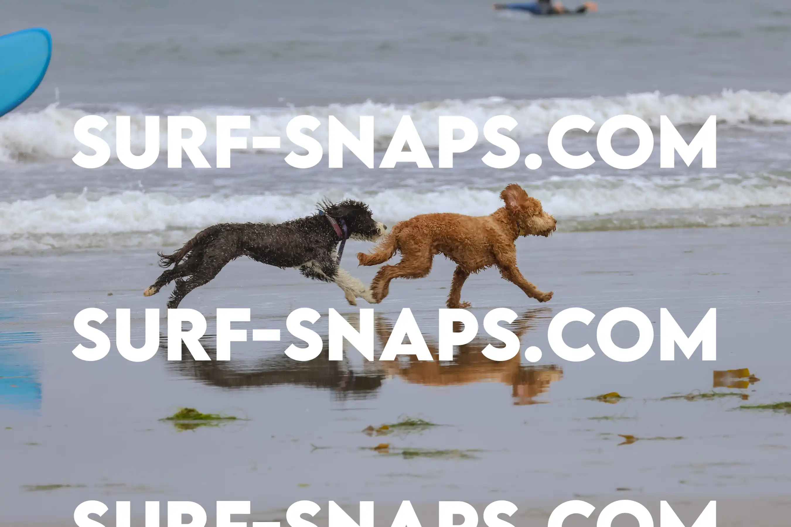 tourmaline Surf park photo 360