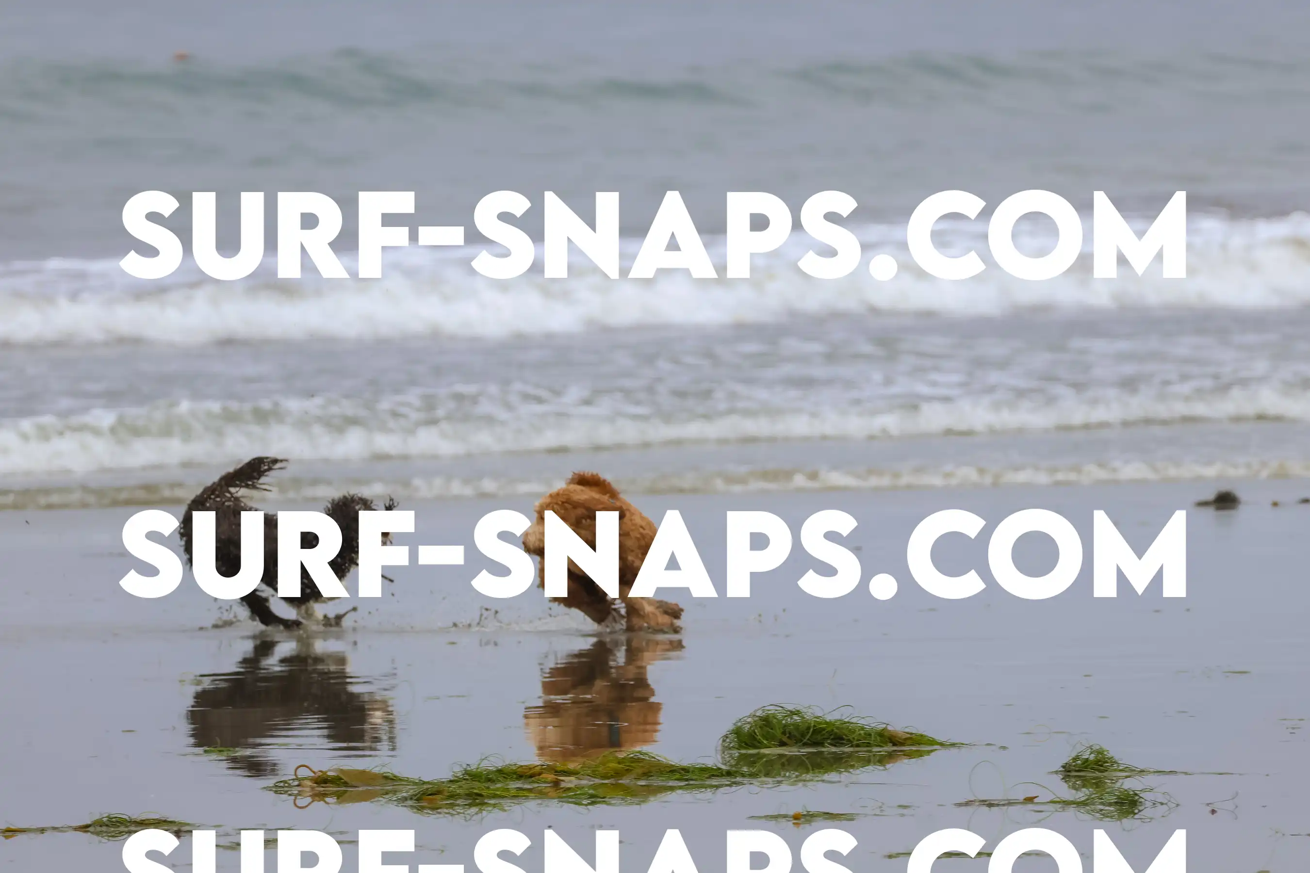 tourmaline Surf park photo 362