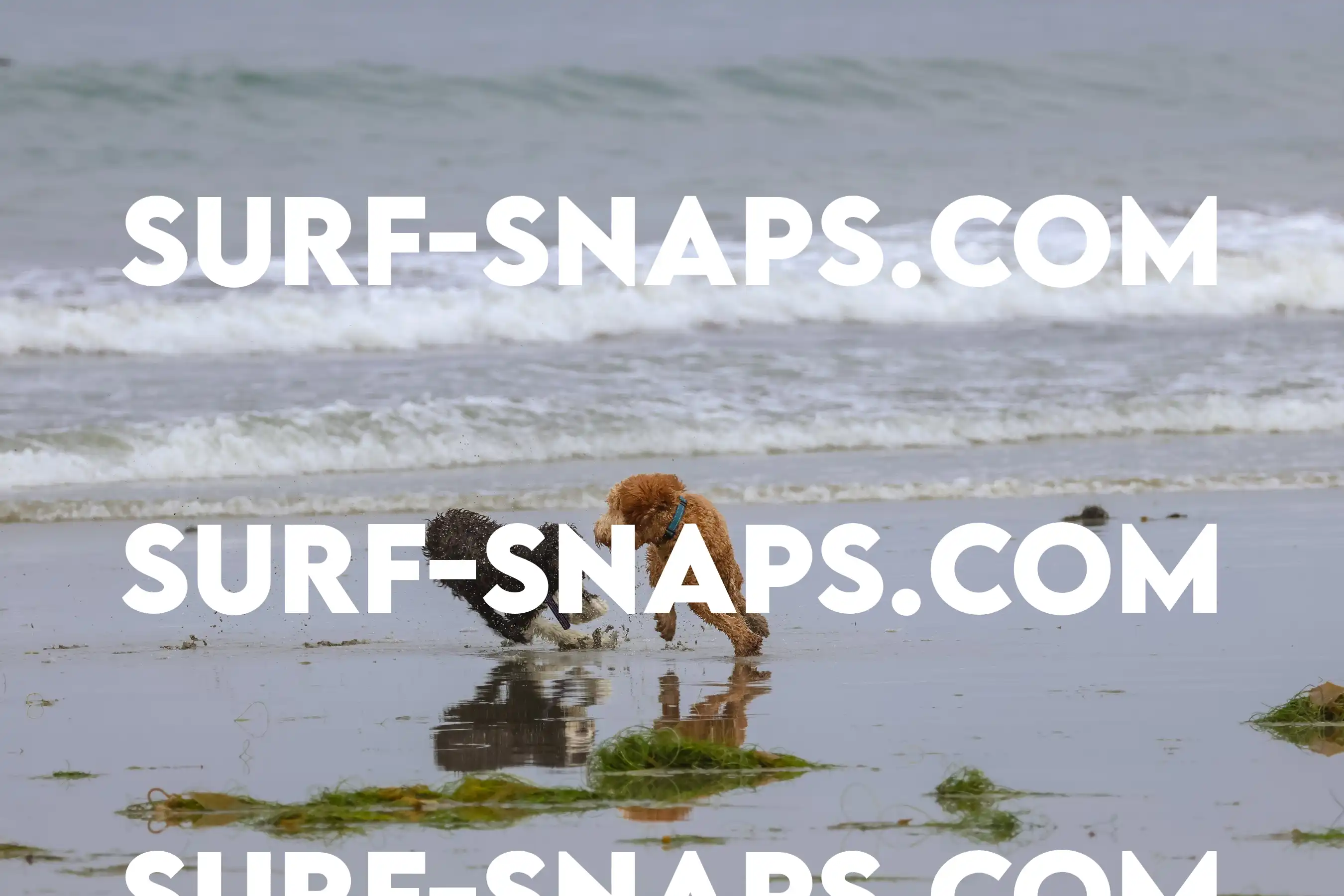 tourmaline Surf park photo 363