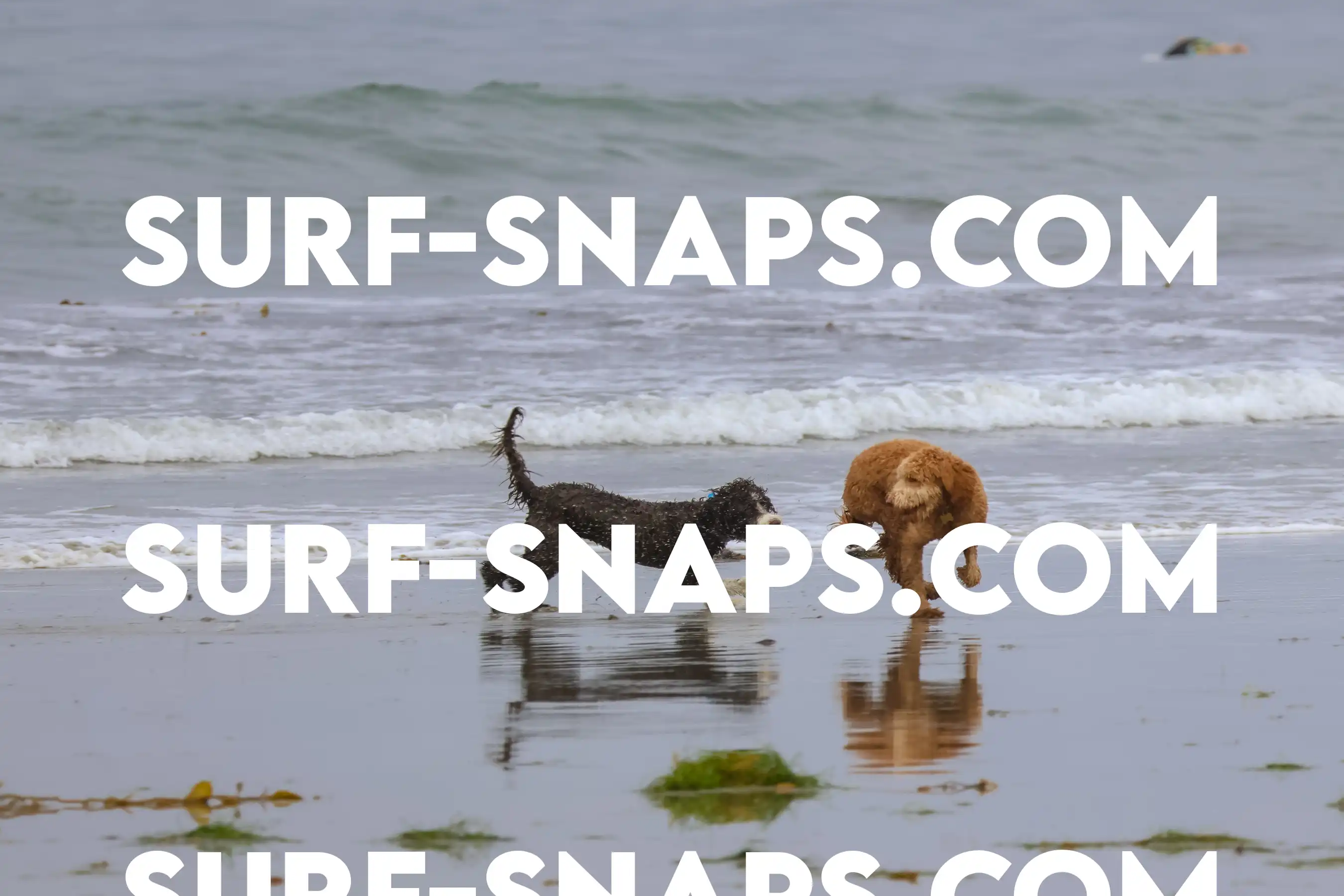 tourmaline Surf park photo 364