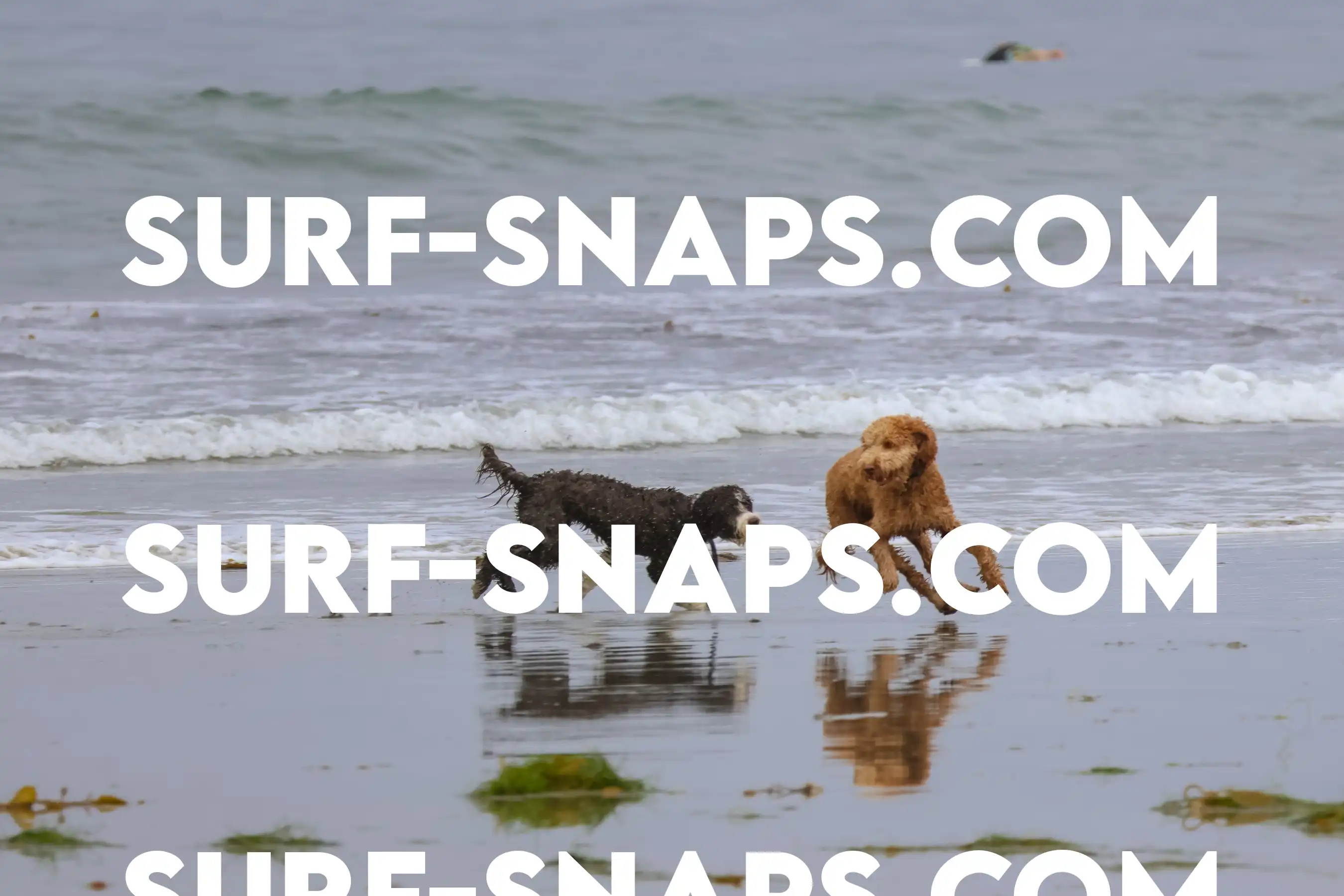 tourmaline Surf park photo 366