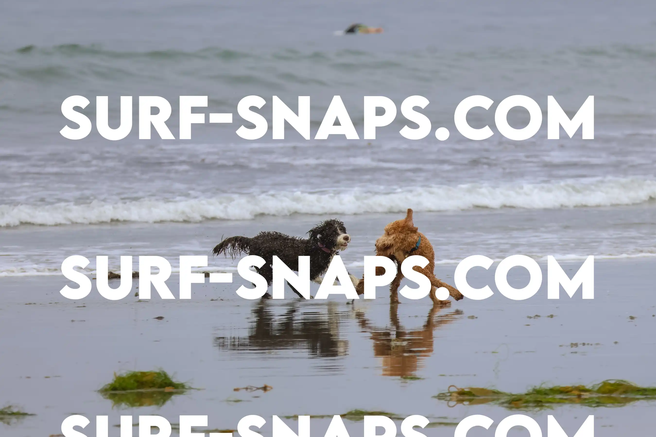 tourmaline Surf park photo 368