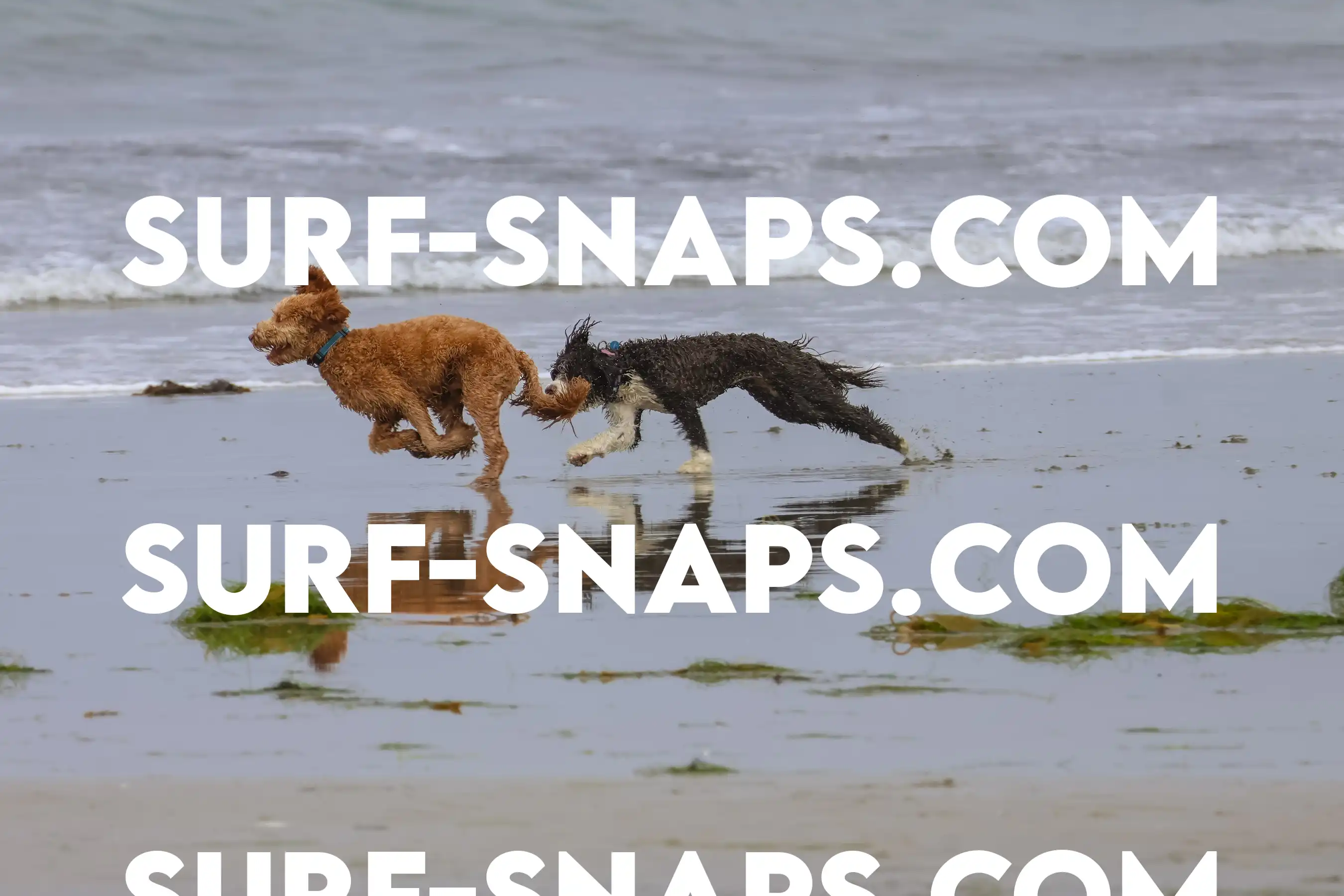 tourmaline Surf park photo 370