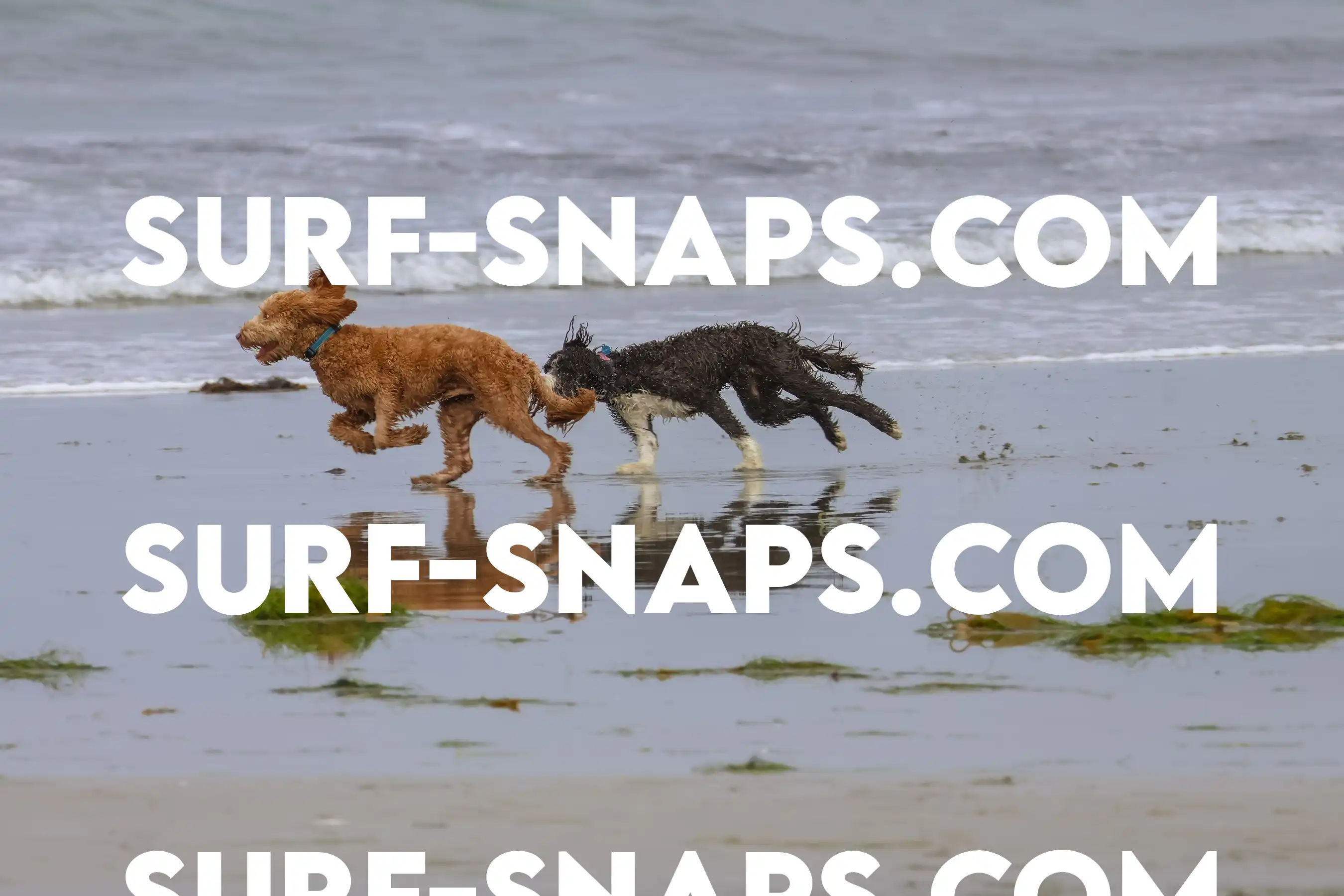 tourmaline Surf park photo 371