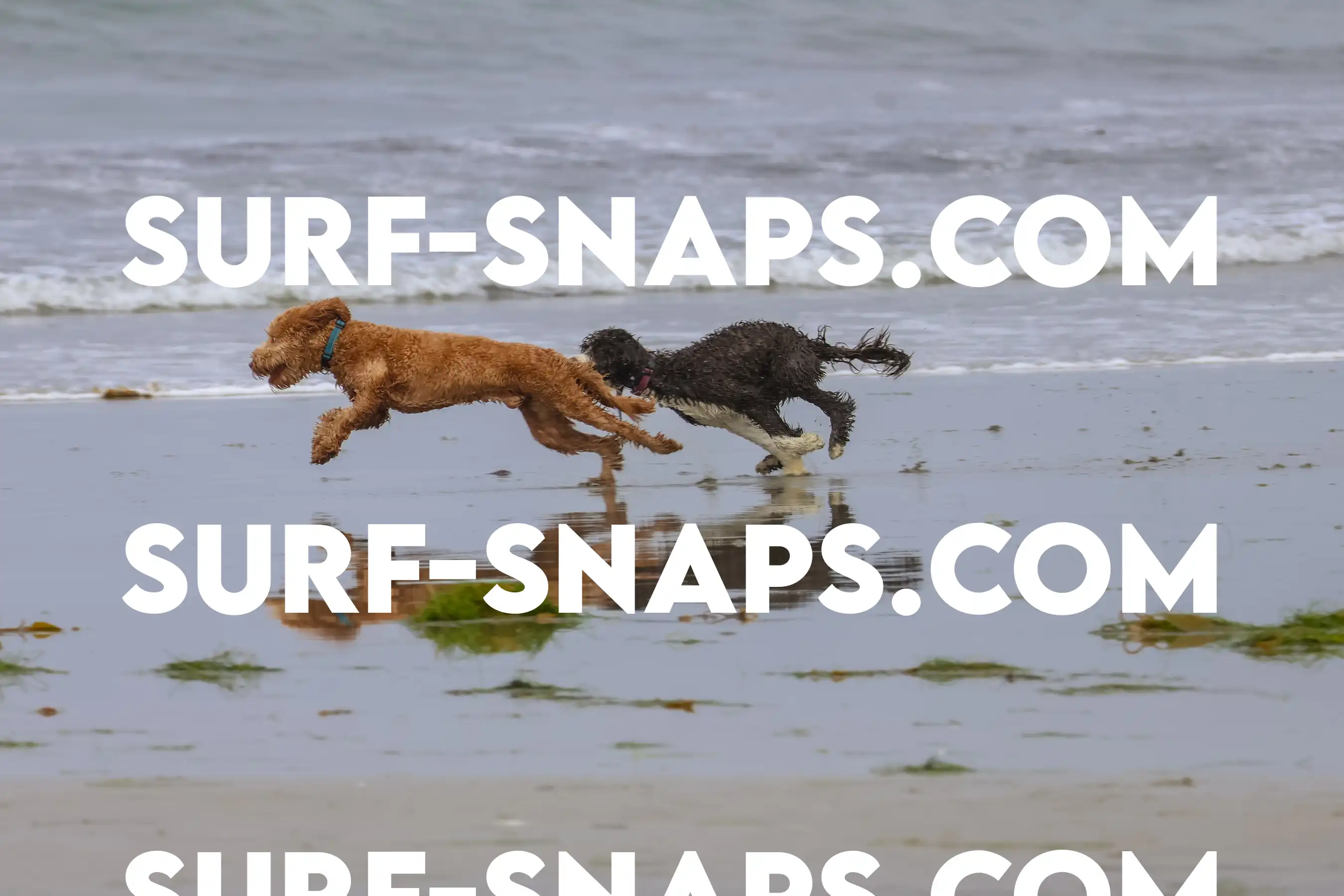 tourmaline Surf park photo 372